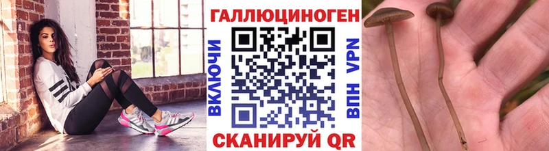 Псилоцибиновые грибы Psilocybine cubensis  Верхняя Тура 